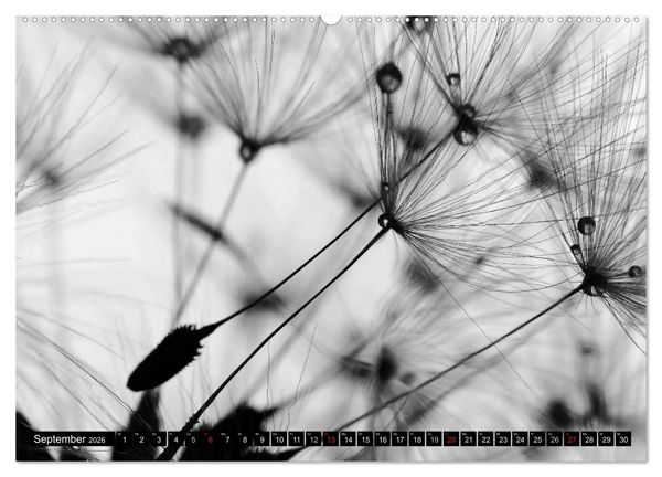 Produktbild: Pusteblume - Impressionen in schwarzwei&szlig; (Wandkalender 2026 DIN A2 quer), CALVENDO Monatskalender