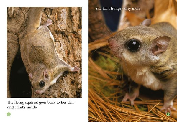 Produktbild: The Fantastic Flying Squirrel