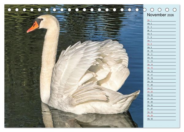 Produktbild: Schwanenzauber (Tischkalender 2026 DIN A5 quer), CALVENDO Monatskalender