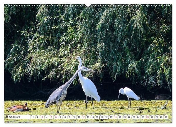 Produktbild: Rund um das Donaudelta (hochwertiger Premium Wandkalender 2026 DIN A2 quer), Kunstdruck in Hochglanz