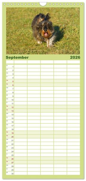 Produktbild: Familienplaner 2026 - Der Zwergrauhaardackel - Eigensinnig und Liebenswert mit 5 Spalten (Wandkalender, 21 x 45 cm) CALVENDO