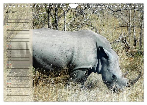 Produktbild: S&uuml;d Afrika - vom Kr&uuml;ger Nationalpark bis nach Kapstadt (Wandkalender 2026 DIN A4 quer), CALVENDO Monatskalender