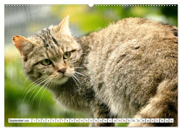 Produktbild: Wildkatzen - Die lautlosen J&auml;ger des Waldes (Wandkalender 2026 DIN A2 quer), CALVENDO Monatskalender