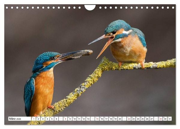 Produktbild: Faszination Eisvogel (Wandkalender 2026 DIN A4 quer), CALVENDO Monatskalender