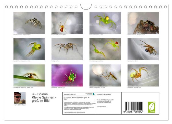 Produktbild: ui - Spinne. Kleine Spinnen - gro&szlig; im Bild (Wandkalender 2026 DIN A4 quer), CALVENDO Monatskalender