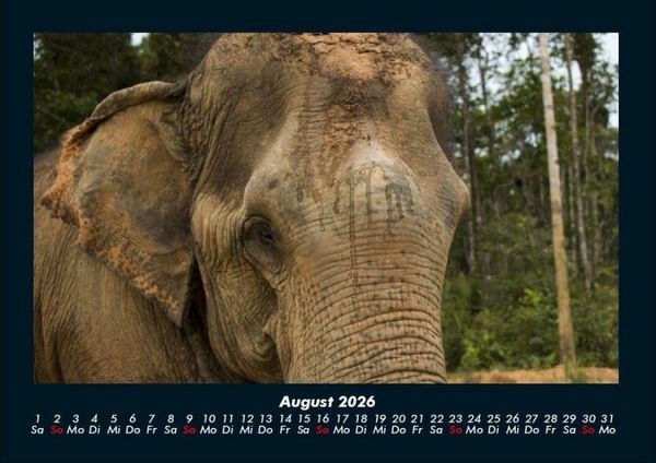 Produktbild: Elefanten 2026 Fotokalender DIN A4