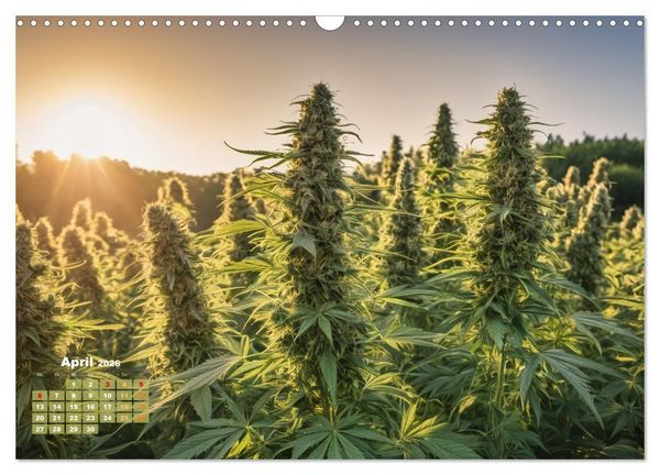 Produktbild: Wundersch&ouml;ne Cannabisfelder (Wandkalender 2026 DIN A3 quer), CALVENDO Monatskalender