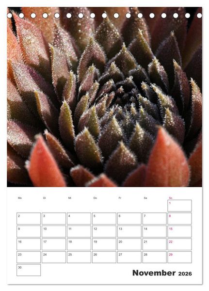 Produktbild: Ich liebe Sempervivum (Tischkalender 2026 DIN A5 hoch), CALVENDO Monatskalender