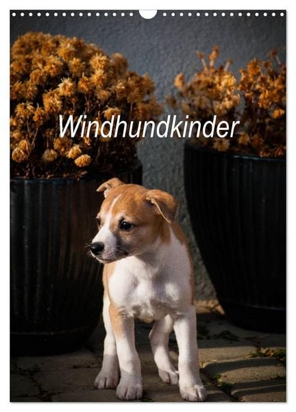 Produktbild: Windhundkinder (Wandkalender 2026 DIN A3 hoch), CALVENDO Monatskalender