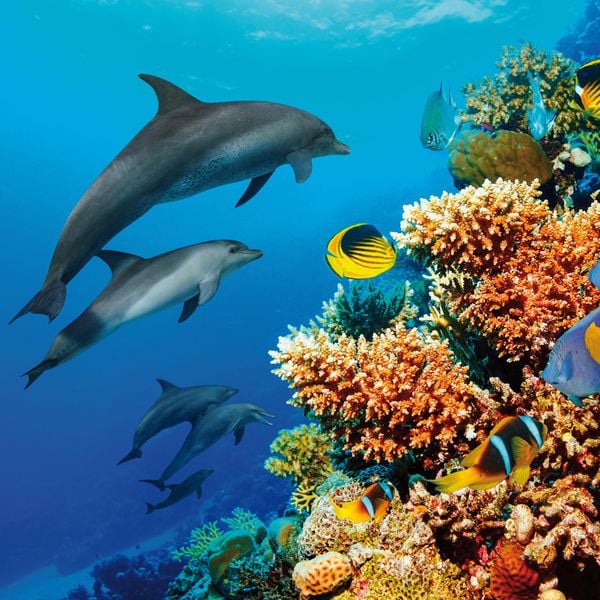 Produktbild: Dolphins/Delfine 2024