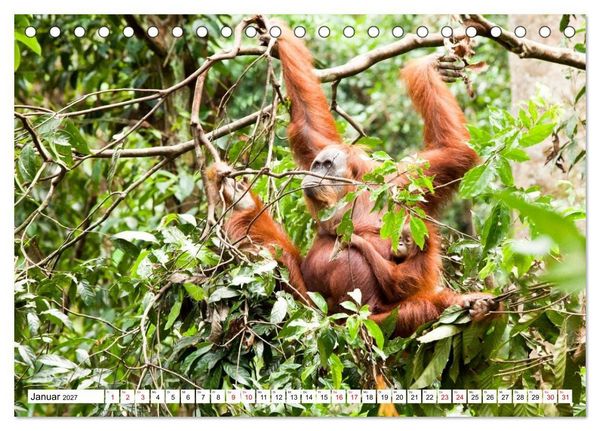 Produktbild: Orang-Utans - Menschen des Regenwaldes (Tischkalender 2027 DIN A5 quer), CALVENDO Monatskalender