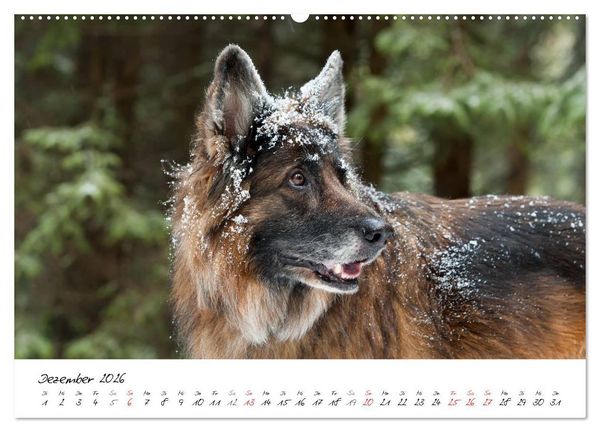 Produktbild: Zauberhafte Langhaar Sch&auml;ferhunde (hochwertiger Premium Wandkalender 2026 DIN A2 quer), Kunstdruck in Hochglanz