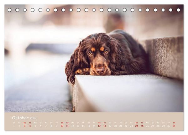 Produktbild: Elvis ein Engl. Cocker Spaniel wird Gro&szlig; (Tischkalender 2026 DIN A5 quer), CALVENDO Monatskalender