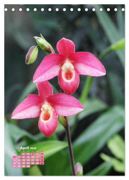 Produktbild: Orchideensch&auml;tze (Tischkalender 2026 DIN A5 hoch), CALVENDO Monatskalender