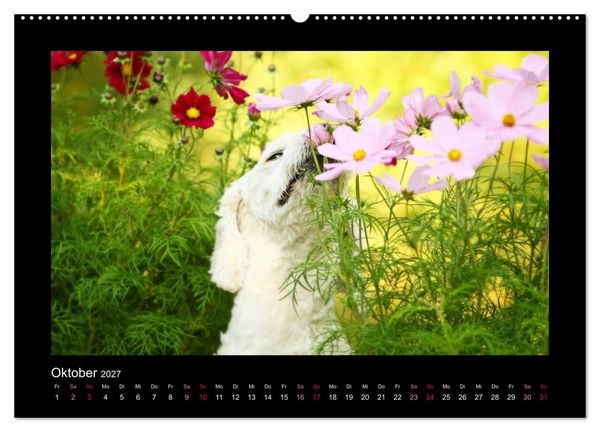 Produktbild: MIXlinge (hochwertiger Premium Wandkalender 2027 DIN A2 quer), Kunstdruck in Hochglanz
