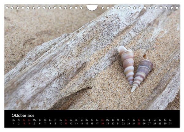 Produktbild: Strandgut und Meer 2026 (Wandkalender 2026 DIN A4 quer), CALVENDO Monatskalender