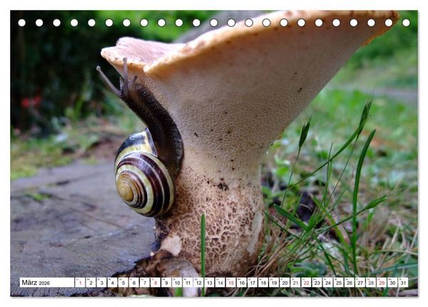 Produktbild: Meine Schnecken (Tischkalender 2026 DIN A5 quer), CALVENDO Monatskalender