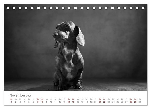 Produktbild: Hundeportraits Fine Art (Tischkalender 2026 DIN A5 quer), CALVENDO Monatskalender