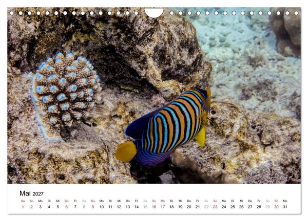 Produktbild: Unterwasserwelt der Malediven II (Wandkalender 2027 DIN A4 quer), CALVENDO Monatskalender