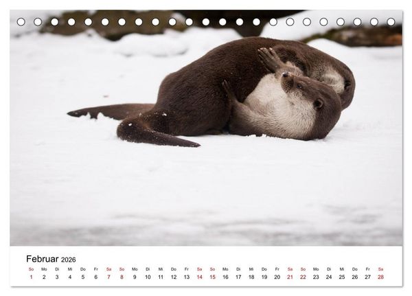 Produktbild: Otter - J&auml;ger an Fl&uuml;ssen und Seen (Tischkalender 2026 DIN A5 quer), CALVENDO Monatskalender