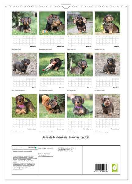 Produktbild: Geliebte Rabauken - Rauhaardackel (Wandkalender 2026 DIN A3 hoch), CALVENDO Monatskalender