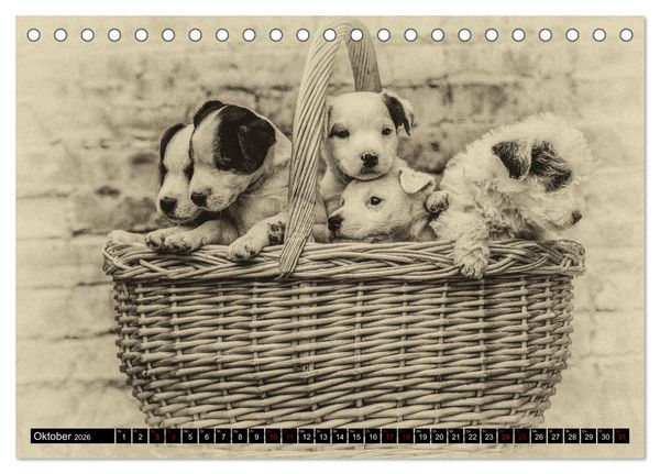 Produktbild: Parson Jack Russel Welpen (Tischkalender 2026 DIN A5 quer), CALVENDO Monatskalender