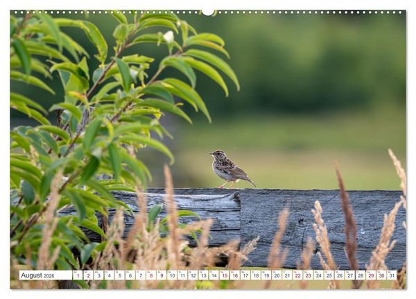 Produktbild: Wildv&ouml;gel 2026 (Wandkalender 2026 DIN A2 quer), CALVENDO Monatskalender