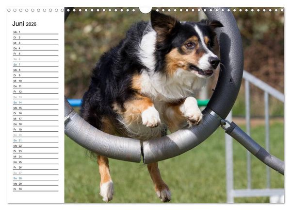 Produktbild: Agility - Sport und Spass (Wandkalender 2026 DIN A3 quer), CALVENDO Monatskalender