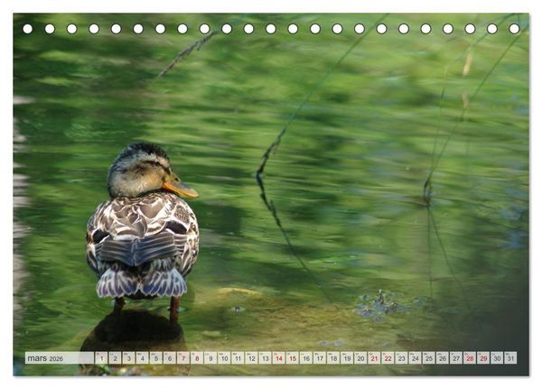 Produktbild: Oiseaux libres et sauvages (Calendrier de bureau 2026 DIN A5 vertical), CALVENDO calendrier mensuel