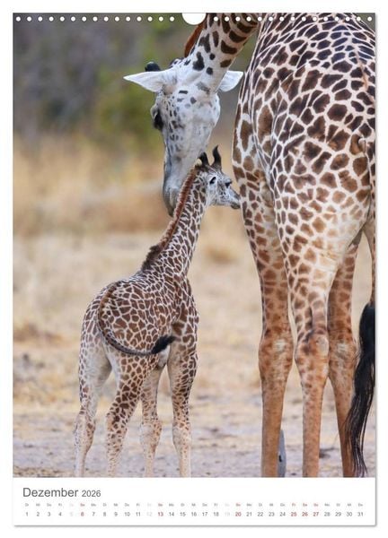 Produktbild: Magie des Augenblicks - Giraffen - Riesen der Savanne (Wandkalender 2026 DIN A3 hoch), CALVENDO Monatskalender