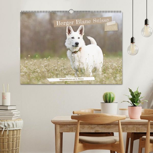 Produktbild: Berger Blanc Suisse - Weggef&auml;hrten auf 4 Pfoten (Wandkalender 2026 DIN A2 quer), CALVENDO Monatskalender