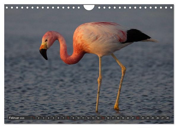 Produktbild: Traumwelt Chile (Wandkalender 2026 DIN A4 quer), CALVENDO Monatskalender