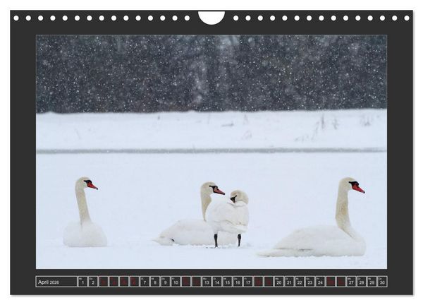 Produktbild: Winterzauber - Tiere in Eis und Schnee (Wandkalender 2026 DIN A4 quer), CALVENDO Monatskalender