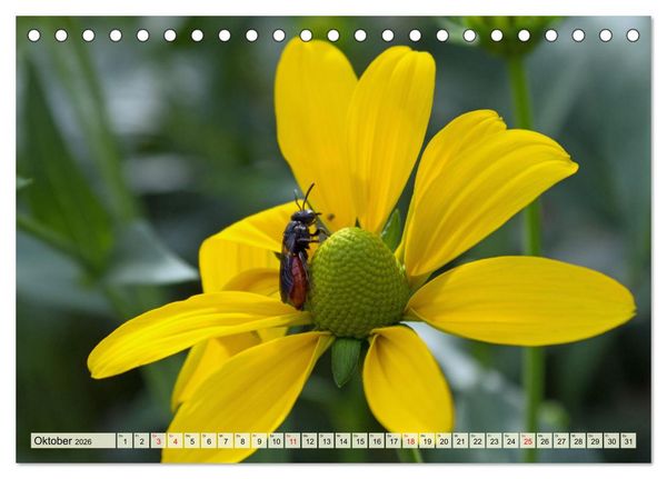 Produktbild: Wenn die Hummeln zum naschen kommen, ist dein Garten perfekt (Tischkalender 2026 DIN A5 quer), CALVENDO Monatskalender