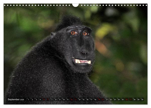 Produktbild: Planet der seltenen Affen (Wandkalender 2026 DIN A3 quer), CALVENDO Monatskalender