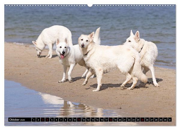 Produktbild: Berger Blanc Suisse - Weggef&auml;hrten auf 4 Pfoten (Wandkalender 2026 DIN A2 quer), CALVENDO Monatskalender