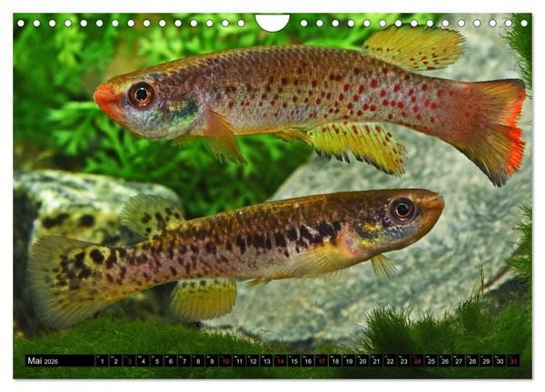 Produktbild: Bunte Fische der Welt - Killifische (Wandkalender 2026 DIN A4 quer), CALVENDO Monatskalender
