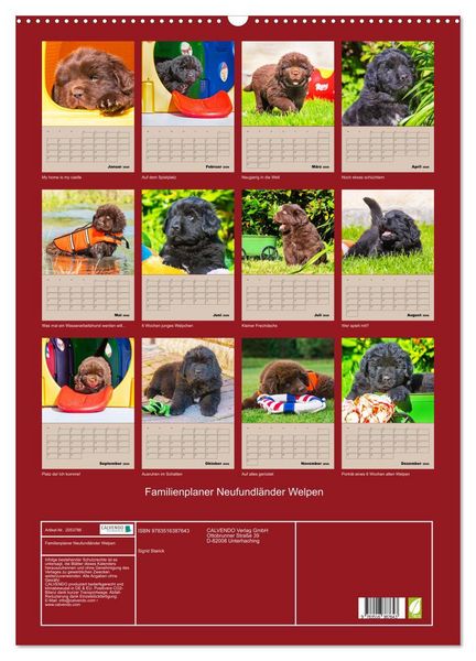Produktbild: Familienplaner Neufundl&auml;nder Welpen (Wandkalender 2026 DIN A2 hoch), CALVENDO Monatskalender