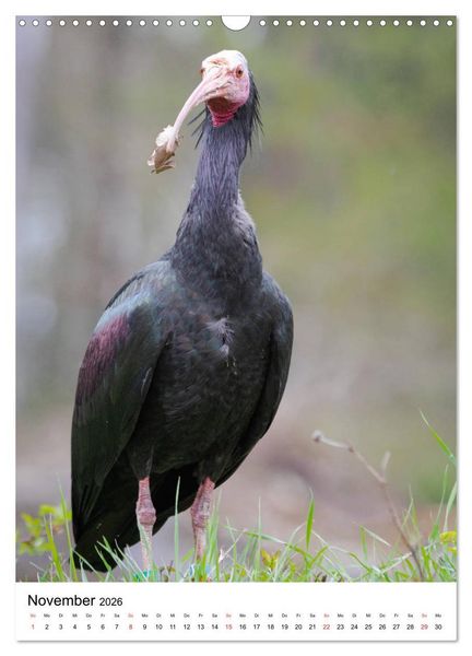 Produktbild: Der Waldrapp - Der etwas andere Vogel (Wandkalender 2026 DIN A3 hoch), CALVENDO Monatskalender
