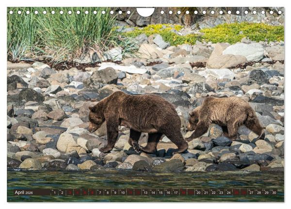 Produktbild: Grizzlyb&auml;ren im Katmai Nationalpark Alaska (Wandkalender 2026 DIN A4 quer), CALVENDO Monatskalender