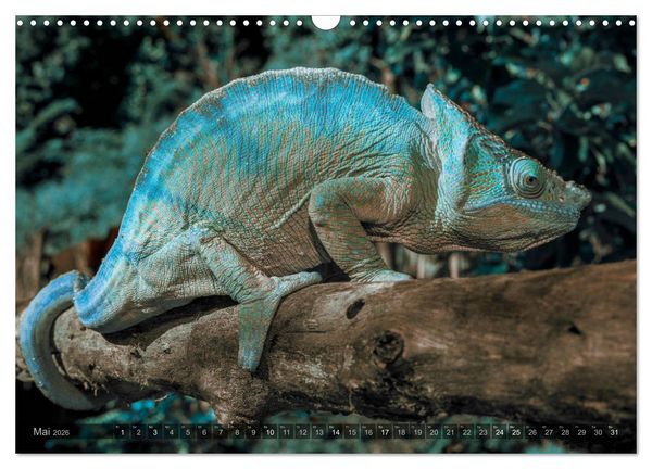 Produktbild: Tierisches Madagaskar (Wandkalender 2026 DIN A3 quer), CALVENDO Monatskalender