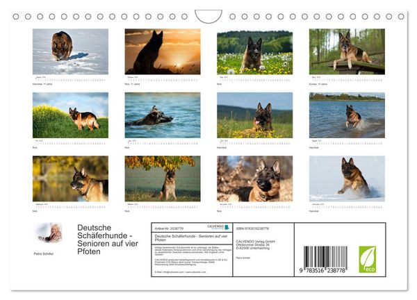 Produktbild: Deutsche Sch&auml;ferhunde - Senioren auf vier Pfoten (Wandkalender 2026 DIN A4 quer), CALVENDO Monatskalender