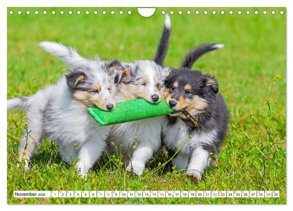 Produktbild: Colliewelpen - kleine Collies erobern die Welt (Wandkalender 2026 DIN A4 quer), CALVENDO Monatskalender