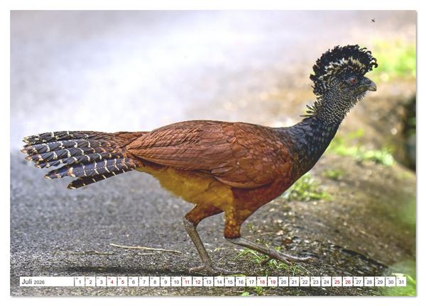 Produktbild: Costa Ricas gefiederte Pracht (Wandkalender 2026 DIN A4 quer), CALVENDO Monatskalender