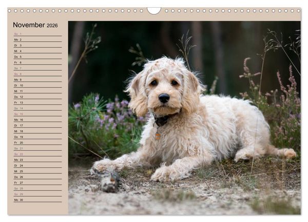 Produktbild: Ein Labradoodle-Welpe in der Heide (Wandkalender 2026 DIN A3 quer), CALVENDO Monatskalender