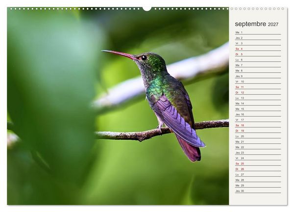 Produktbild: Colibris &ndash; &eacute;clats de nature (Calendrier mural 2027 DIN A2 vertical) calendrier de bureau