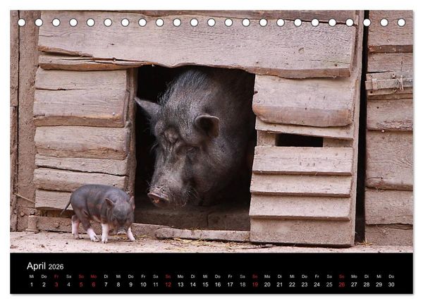 Produktbild: Schweinereien (Tischkalender 2026 DIN A5 quer), CALVENDO Monatskalender