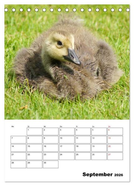 Produktbild: Gl&uuml;ckliche G&auml;nse (Tischkalender 2026 DIN A5 hoch), CALVENDO Monatskalender