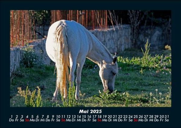Produktbild: Pferdetraum 2025 Fotokalender DIN A5