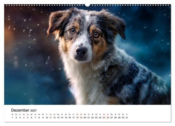 Produktbild: Born to run - Ein Jahr mit Australian Shepherds (hochwertiger Premium Wandkalender 2027 DIN A2 quer), Kunstdruck in Hochglanz